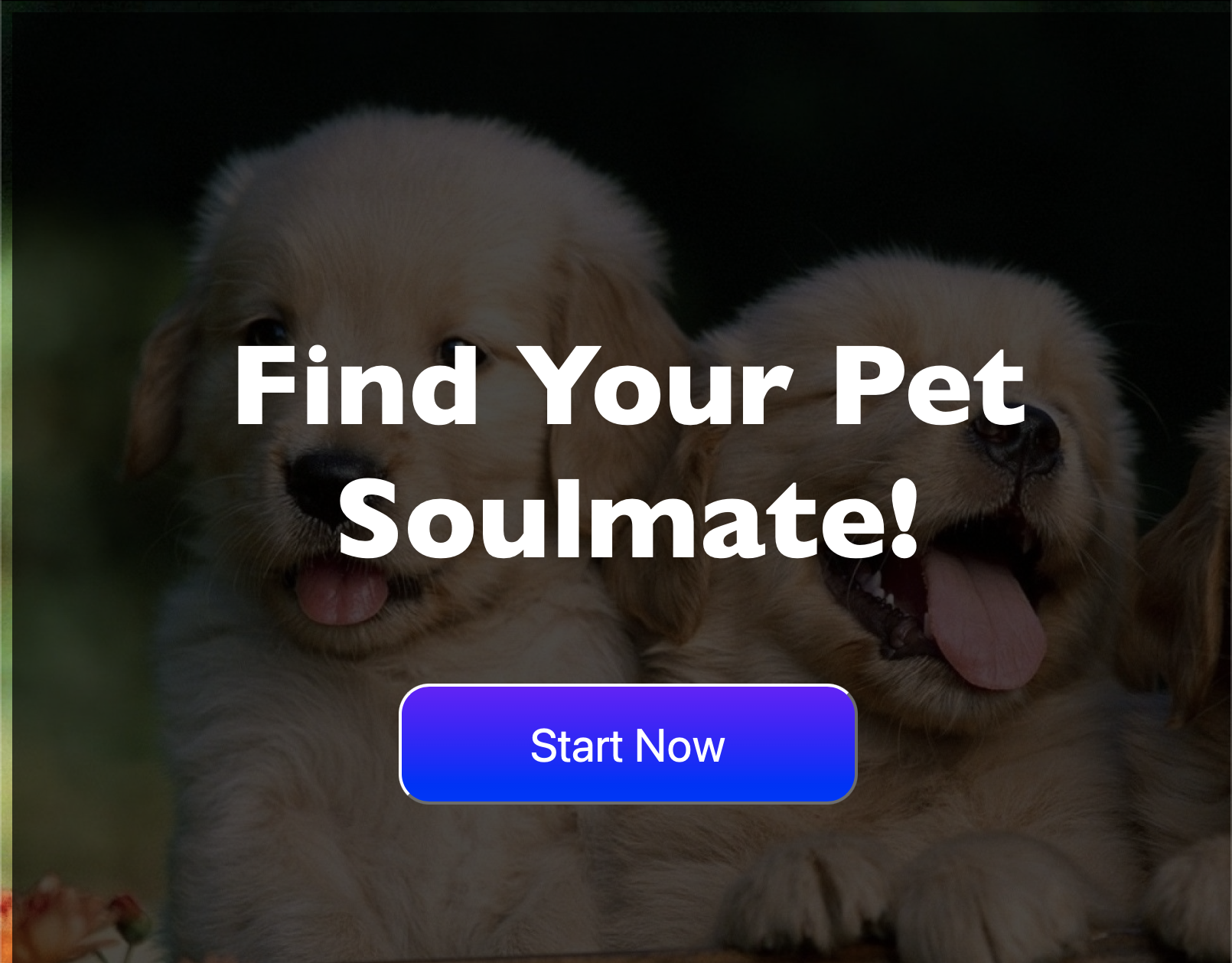 Petfinder Application